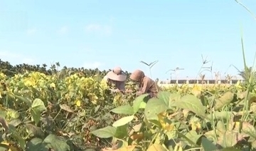 「宇宙種子」、5月に中国北部で試験栽培へ