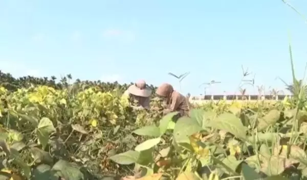 「宇宙種子」、5月に中国北部で試験栽培へ