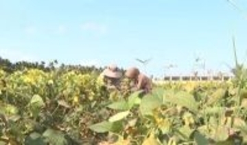 「宇宙種子」、5月に中国北部で試験栽培へ