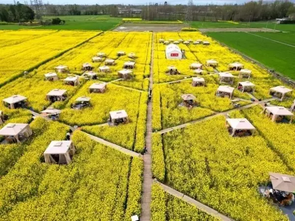 「菜の花畑で火鍋、今年も人気に―四川省成都市」の画像