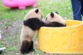 上海野生動物園の双子パンダが屋外活動をスタート―中国