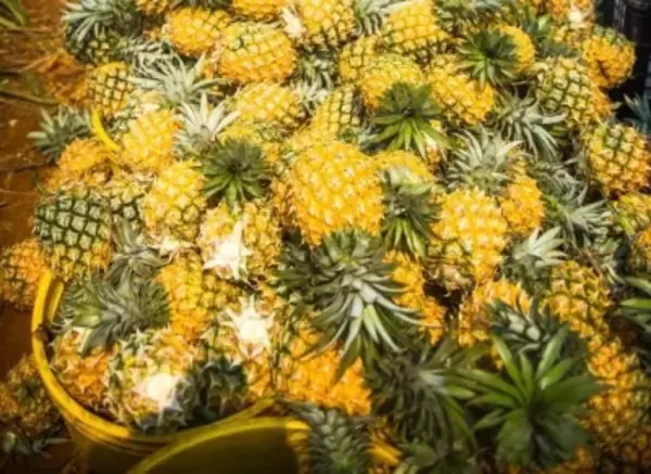 広東省徐聞県産パイナップルが収穫期に、中国全土の3分の1を生産