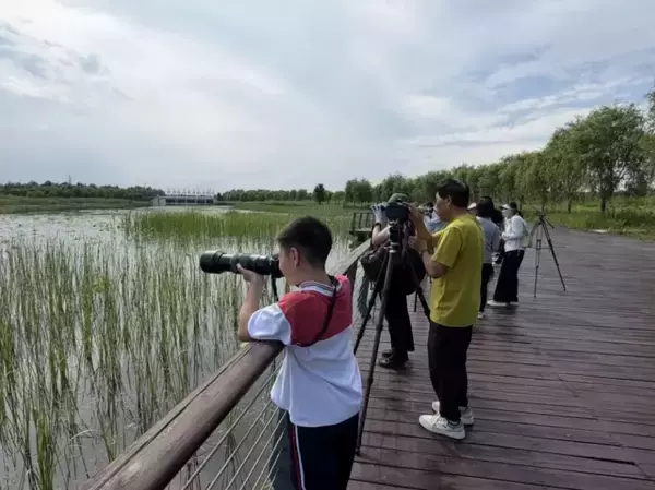 「「世界上最小のカモ」と呼ばれるナンキンオシを北京の小学生が発見―中国」の画像