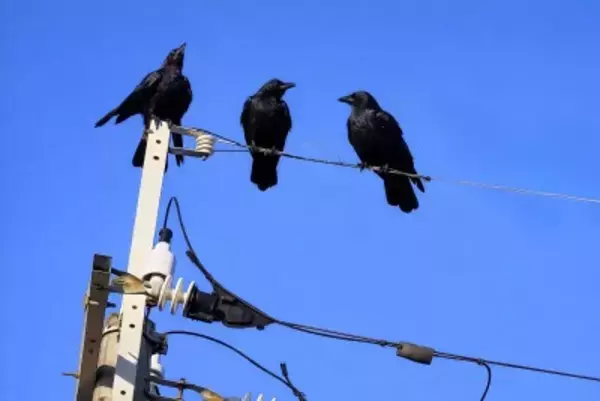 日本に対する「最大の誤解」が中国ネットで論争に＝「マジで勘弁」「やっぱり中国の方が…」