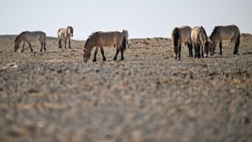 モウコノウマ30頭が野生復帰、個体群に新メンバー―新疆ウイグル自治区