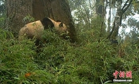 「二度寝」する野生のパンダが撮影される―四川省