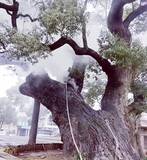 「子ども2人が爆竹をポイッ、樹齢1200年の貴重なクスノキが燃える―中国」の画像1