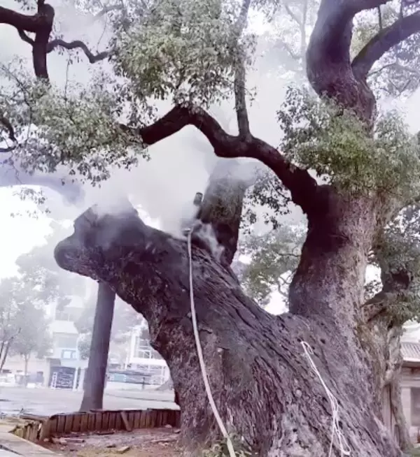 子ども2人が爆竹をポイッ、樹齢1200年の貴重なクスノキが燃える―中国