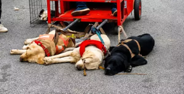 「馬車」ならぬ「犬車」、3匹がぐったりする様子に「虐待だ！」と批判殺到―中国