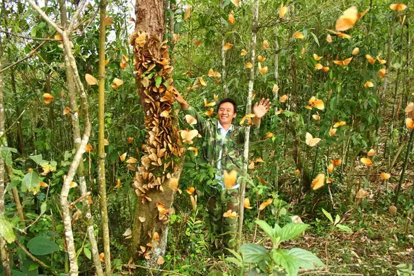雲南省金平県の蝴蝶谷で1億羽以上のチョウが一斉に羽化、ここ10年で最大規模―中国