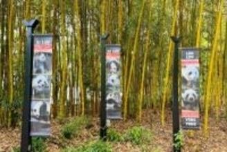米アトランタ動物園で飼育されているジャイアントパンダが年末までに帰国へ―中国メディア
