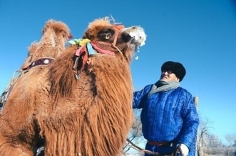 フンシャンダク砂漠で「最も美しい雄ラクダ」を決める選考会―内モンゴル自治区