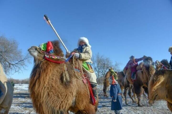 フンシャンダク砂漠で「最も美しい雄ラクダ」を決める選考会―内モンゴル自治区