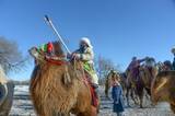 「フンシャンダク砂漠で「最も美しい雄ラクダ」を決める選考会―内モンゴル自治区」の画像2