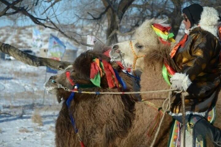 フンシャンダク砂漠で「最も美しい雄ラクダ」を決める選考会―内モンゴル自治区