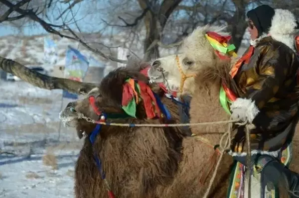 「フンシャンダク砂漠で「最も美しい雄ラクダ」を決める選考会―内モンゴル自治区」の画像