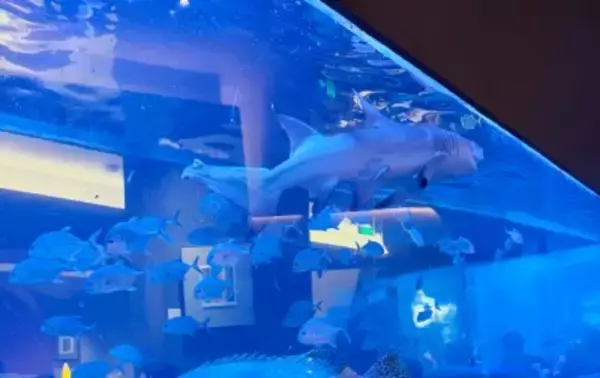 店内の水槽にサメ、火鍋レストランが物議―中国