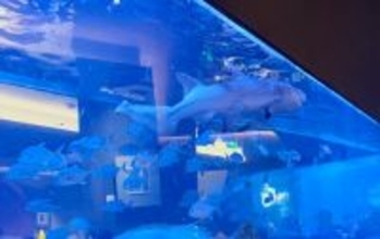 店内の水槽にサメ、火鍋レストランが物議―中国