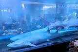 「店内の水槽にサメ、火鍋レストランが物議―中国」の画像2