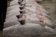 日韓でクロマグロ漁獲量が急増も廃棄する事態に、漁獲枠拡大ならず＝韓国ネット「現実的な規制を」