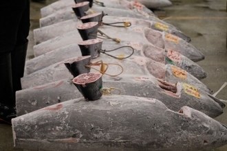 日韓でクロマグロ漁獲量が急増も廃棄する事態に、漁獲枠拡大ならず＝韓国ネット「現実的な規制を」
