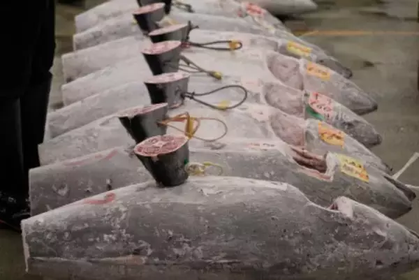 日韓でクロマグロ漁獲量が急増も廃棄する事態に、漁獲枠拡大ならず＝韓国ネット「現実的な規制を」