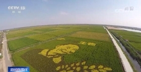 中国各地で「海水稲」の田植えが続々スタート―中国メディア