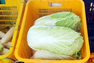 韓国の白菜貿易収支が15年ぶりの赤字に、中国産の小ぶり品種輸入が急増