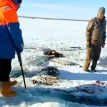 貯水池で農家が飼っていた馬13頭が凍死、水を飲んでいる最中に足元の氷が割れて落ちたか―中国