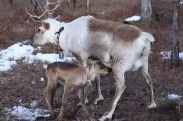 「中国の冷極」と呼ばれる根河市でトナカイのオーナーに―中国メディア