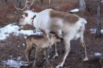 「中国の冷極」と呼ばれる根河市でトナカイのオーナーに―中国メディア