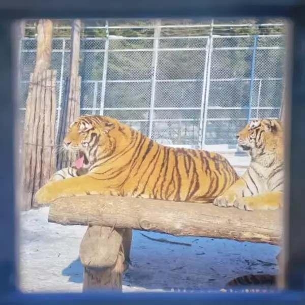 アムールトラ300頭以上が順番に「断食」―黒竜江省ハルビン市