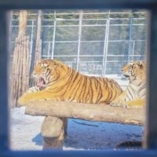 アムールトラ300頭以上が順番に「断食」―黒竜江省ハルビン市