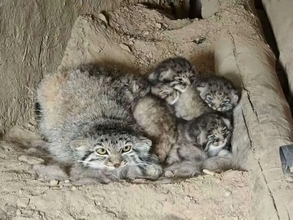 新疆の民家で保護動物指定のマヌルネコ親子を発見―中国