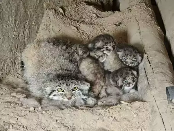新疆の民家で保護動物指定のマヌルネコ親子を発見―中国
