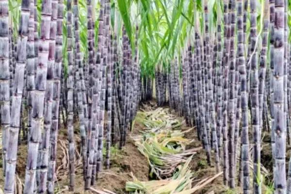 「サトウキビを盗める畑」が人気、仕掛け人の収入は数倍に―浙江省