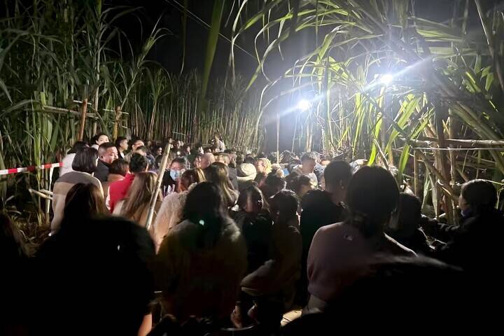 「サトウキビを盗める畑」が人気、仕掛け人の収入は数倍に―浙江省