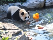 重慶動物園が動物にさまざまな暑さ対策―中国