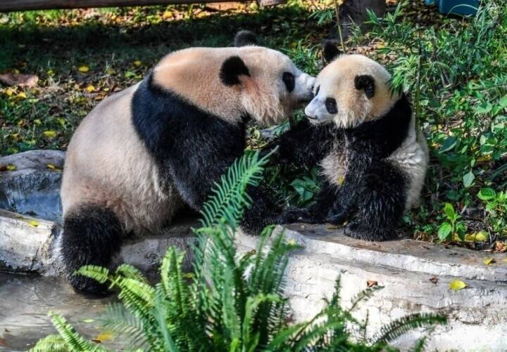 重慶動物園が動物にさまざまな暑さ対策―中国