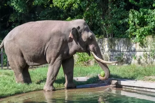 「重慶動物園が動物にさまざまな暑さ対策―中国」の画像