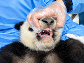 世界初！ 成都の「顔がゆがんだパンダ」が歯科矯正に成功―香港メディア