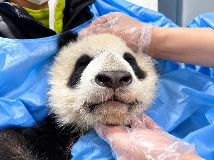 世界初！ 成都の「顔がゆがんだパンダ」が歯科矯正に成功―香港メディア