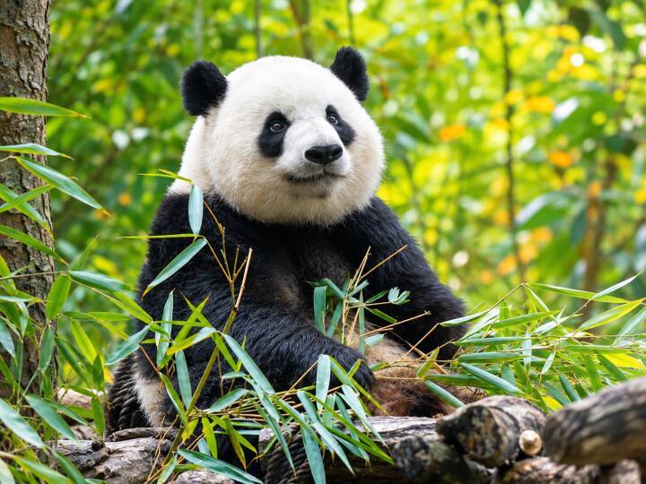 世界初！ 成都の「顔がゆがんだパンダ」が歯科矯正に成功―香港メディア