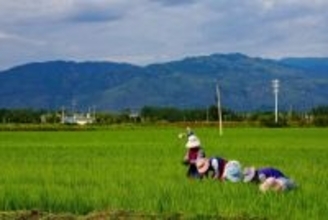 中国が種苗育成を「農業のチップ」として技術開発―中国メディア