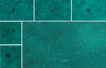 中国の調査チーム、南海・黄岩島で大規模なアオウミガメの個体群を発見