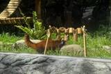 「上海動物園のレッサーパンダが台北で公開、「ティエンティエン」「ラーラー」と命名」の画像1