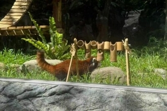 上海動物園のレッサーパンダが台北で公開、「ティエンティエン」「ラーラー」と命名