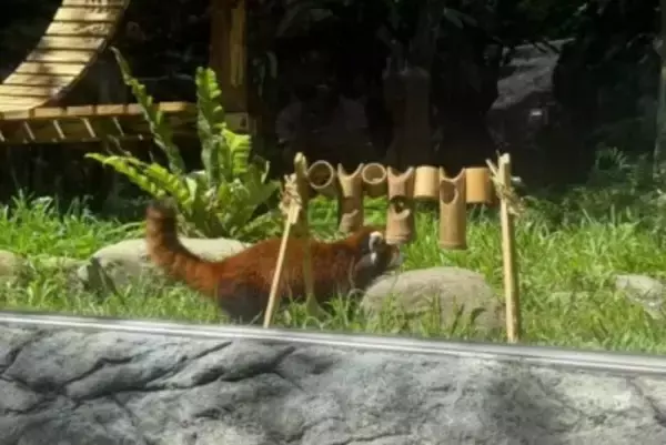 上海動物園のレッサーパンダが台北で公開、「ティエンティエン」「ラーラー」と命名