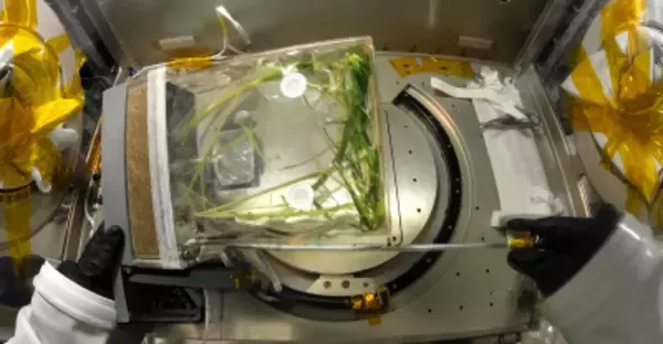 宇宙での食糧栽培技術が向上、水稲2世代を連続栽培する実験が進行中