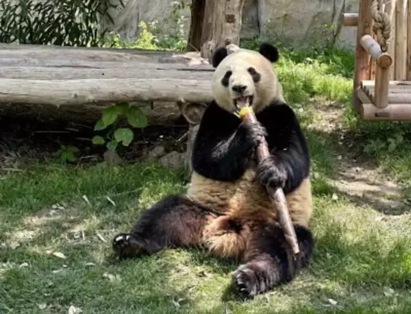 上海野生動物園、多くの「新メンバー」が登場